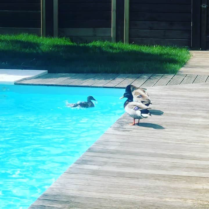 フィリップ・メクセスのインスタグラム：「🦆🦆🦆🤣」