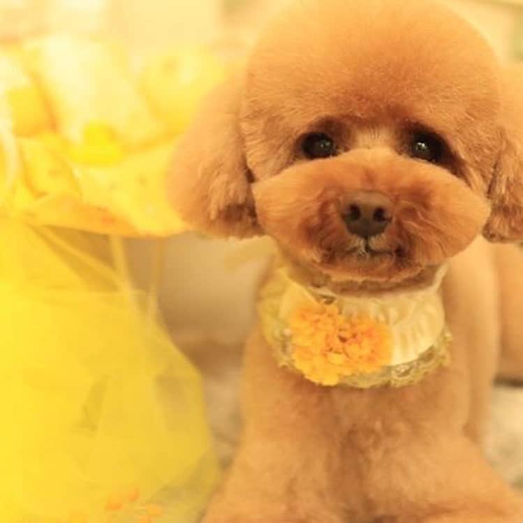 keikobun34さんのインスタグラム写真 - (keikobun34Instagram)「・ ・ ･.｡*･.｡* March･.｡*･.｡* ・  @leibun53 ・ ♡Lei レイ♡ ・ ・  #トリミング#もふもふ#モフモフのお友達 #トイプードル#toypoodle #プードル#poodle#犬#dog#kaumo_pet#dogstagram#poodle_feature #instadog#toypoodlegram#welovetoypoodle #picsofdogmodels#poodlesofinstagram #poodles #poodlelove#dogsofinstagram #doglover  #dogoftheday」3月28日 21時53分 - keikobun34