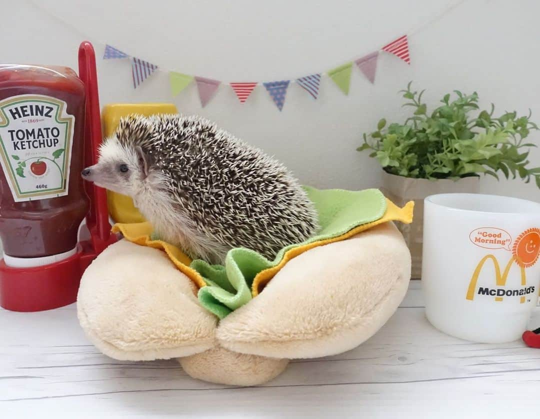 ラド&ティンクさんのインスタグラム写真 - (ラド&ティンクInstagram)「* hot dog?!🌭 * model ：　Ocean * * おーしゃん入りのホットドッグ🌭美味しいよ✨✨ 2枚目なんて完璧🤣🤣 かなり、スパイシーだね🤣🤣 ハリドッグ　@hedgehog_citron * * #おーしゃん　#ハリドッグ #はりねずみ #ハリネズミ #針鼠 #ヨツユビハリネズミ #ヘッジホッグ  #ペット #ふわもこ部 #モフモフ #hedgehog #pygmyhedgehog #lovelypet #cuteanimals #hedgehogfamily #hedgie #Hérisson #igel#riccio #Erizo #고슴도치 #刺猬 #pecotv」3月28日 21時58分 - rado_pompon