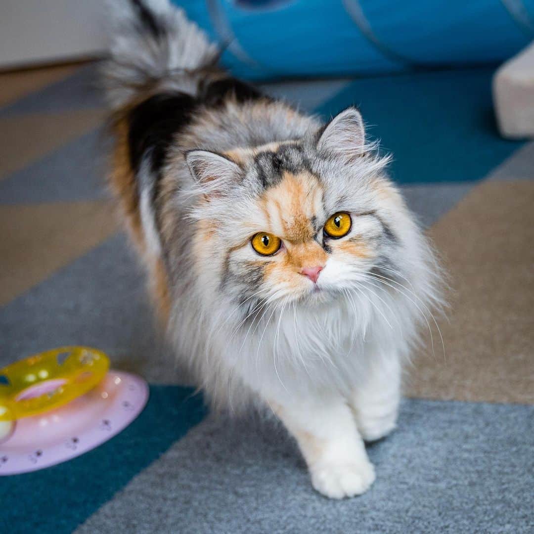 マアルのインスタグラム：「みるさん #🐈 #北海道 #旭川市 #ペットホテル」