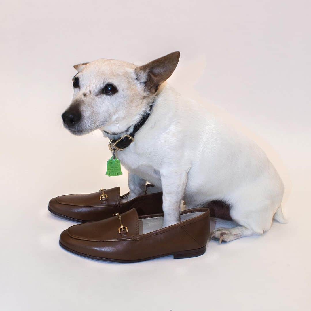 サムエデルマンのインスタグラム：「Happy Saturday from the best shoe model 😏 #Squeex 🤍」