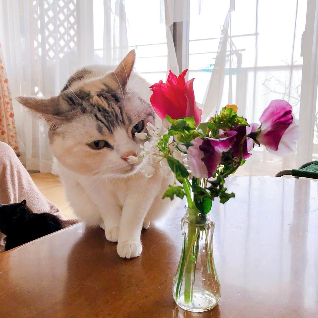 Natsukiさんのインスタグラム写真 - (NatsukiInstagram)「お花を部屋に飾るの好きなんだけれども、悪い子たちがいるからねぇ(笑)  #cat #scottishfold  #猫のいる暮らし  #bloomeelife  #花のある暮らし」3月29日 7時56分 - milky517