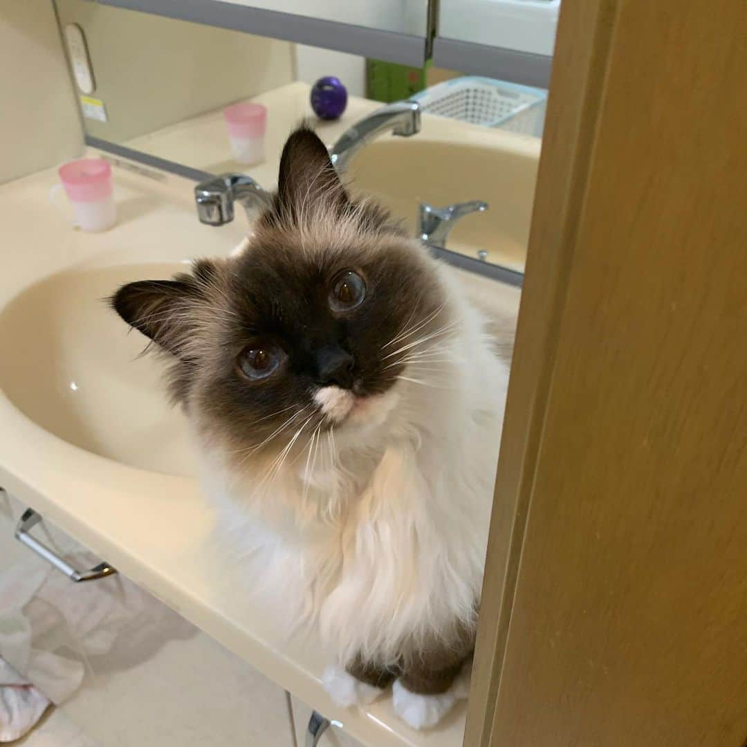 takegaeruのインスタグラム：「おはにゃん❤️ #cat #猫 #ragdoll #ラグドール #ホワイトポッチーズ」