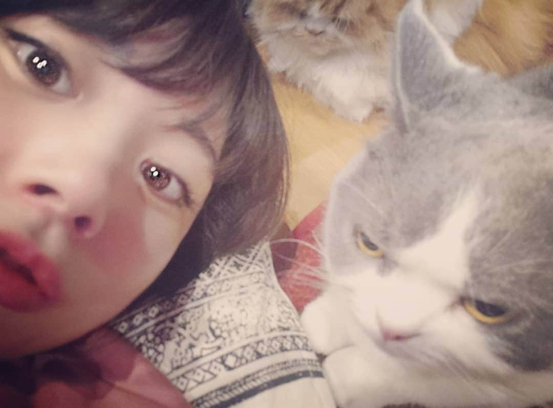 坂本詩緒里さんのインスタグラム写真 - (坂本詩緒里Instagram)「ウトウトしてる猫ちゃんかわいい😻 そして私の顔は…変顔😹😂 #おやすみなさい  #ねこのいる暮らし #ねこ #ウトウト #かわいい #癒し #cat #pet #裸眼」3月29日 0時03分 - jpba529