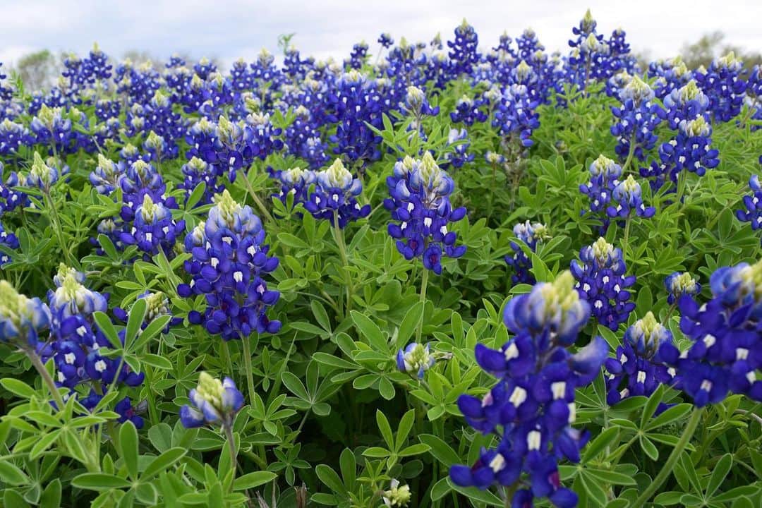 ブルックリー・ハンさんのインスタグラム写真 - (ブルックリー・ハンInstagram)「A field full of bluebonnets to brighten this dreary Saturday morning here in Texas. Hope everyone is staying safe and healthy.#stayhome #throwback」3月29日 0時06分 - brookleeh95