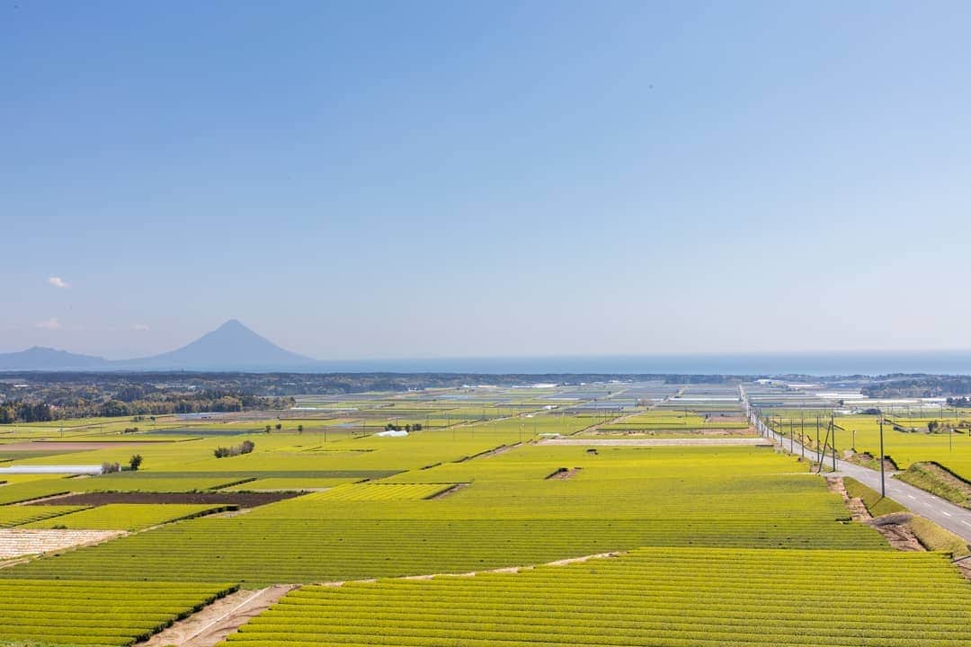 鹿児島よかもん再発見さんのインスタグラム写真 - (鹿児島よかもん再発見Instagram)「枕崎市の中原公園へ(^-^)/ 新茶で輝く茶畑、美しい季節になって来ました！  #鹿児島 #鹿児島観光 #どんどん鹿児島 #枕崎 #枕崎観光  #茶畑 #中原公園 #開聞岳 #新茶 #Kagoshima  #Kagoshimasightseeing #Makurazaki  #Makurazakisightseeing #Teaplantation  #NakaharaPark #Kaimondake  #Newtea #kagoshima #kagoshimaphotograph」3月29日 0時07分 - kagoshimayokamon