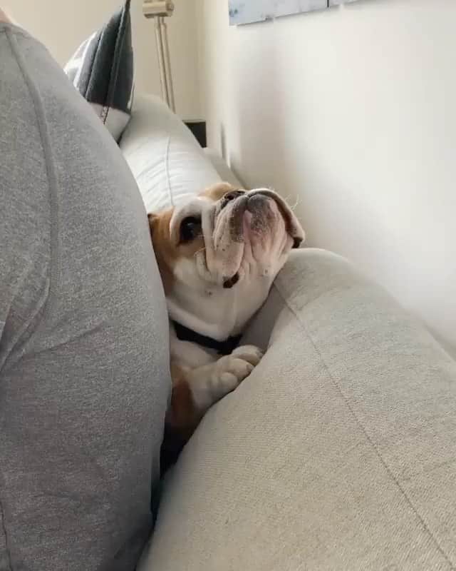 Bodhi & Butters & Bubbahのインスタグラム：「The downside of the humans being home: they steal your spot! #bulldog #only #thankyou . . . . . #puppy #love #work #from #home #life #bestfriends #dogsofinstagram #cute #baby #smile #be #happy #positivevibes #while #in #lockdown @itmepepperoni 💗💗」
