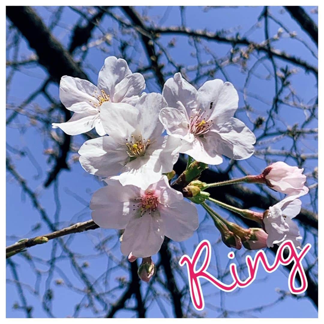 愛内里菜のインスタグラム：「アルバムタイトルにもなっている﻿ 「Ring」の歌詞です。﻿ ﻿ ﻿ 愛内里菜からの引退を決意し﻿ 自分の作品たちと﻿ 残してきたのもにどう向き合えば良いのか﻿ いっときは見失っていたけれど、、、﻿ ﻿ スタッフ、そしてバンドメンバー、私の曲を大事にしつづけてくれているファンのみんな、それぞれの熱く真剣な思いと支えが繋がって﻿ ﻿ 私は歌う場所をもう一度与えてもらえました。﻿ ﻿ この輪がもっともっと大きな広がりにへと変わるように、﻿ みんなのワクワクやときめきに変えていけるように、﻿ ﻿ そんな風に、出逢った人の心に大切に残してもらえるもの﻿ を再びこの声で、この身で生み出していきたいと思っています﻿ 。﻿ ﻿ そんな感謝と決意を込めたタイトルナンバーです❤️😌﻿ ﻿ ﻿ ﻿ ﻿ アルバム「Ring」﻿ 🌈福家書店（茂原店除く）で発売中﻿ 新宿店は29日臨時休業となっております。﻿ 🌈 3月24日﻿ 各配信サイトよりリリース！﻿ 🌈3月23日　お昼12時﻿ R/垣内りかオフィシャルHPより﻿ WEBショップがオープン　﻿ ﻿ ﻿ ﻿ Twitter呟きだしました笑﻿ アカウントはこちらです😌﻿ @RRikakakiuchi﻿ ﻿ ﻿ ﻿ ✨活動20周年記念✨﻿ YouTube開始！チャンネル登録よろしくね😆﻿ 愛内里菜は「R」であ〜るチャンネル﻿ 「歌ってみた」﻿ https://youtu.be/N97mieWf2eg﻿ ﻿ 「解説編」﻿ https://youtu.be/v1RW058Oubs﻿ ﻿ ﻿ TikTokも開始！フォローよろしくね😆﻿ R_愛内里菜﻿ https://www.tiktok.com/@r_aiuchirina_official﻿ ﻿ ﻿ #愛内里菜はRとして再始動﻿ #歌ってみた﻿ #Cover﻿ #弾いてみた﻿ #カラオケ﻿ #ライブ﻿ #愛内里菜 改め#R として #歌手 再始動﻿ #垣内りか #垣内倶楽部 #バンド #バンド名 ﻿ #ライブハウス #ライブ #一体化 #絆 #盛り上がりたい #会いたい﻿ #感謝 #リスタート #アニバーサリー#20周年﻿ #YouTube﻿ #ユーチューバー#TikTok﻿ @kentaroishii1981﻿ #アルバム﻿」