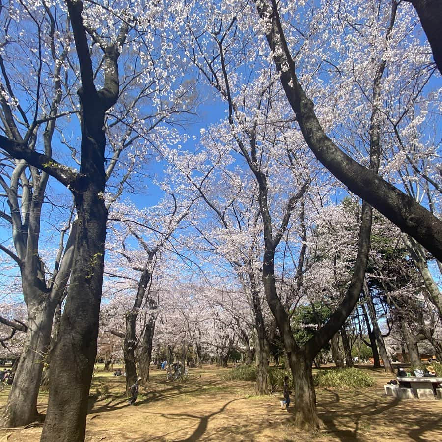 金巻ともこさんのインスタグラム写真 - (金巻ともこInstagram)「3/25 光が丘公園 #cherryblossom  #おでかけ金巻」3月29日 2時36分 - tomotomoco