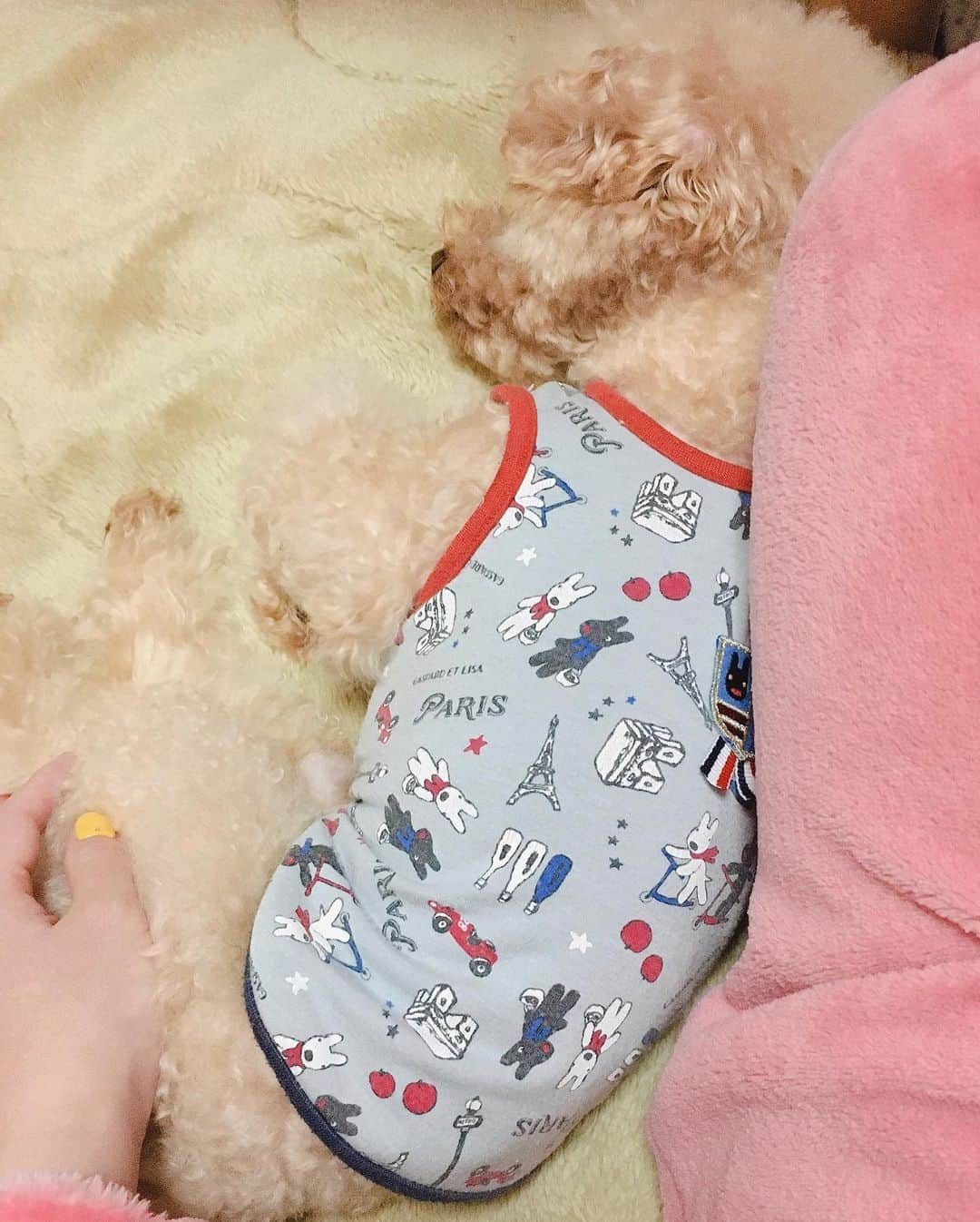 前田まみさんのインスタグラム写真 - (前田まみInstagram)「🐶寝かしつけながら スカパー時代劇専門チャンネルで放送している勝新太郎さんの新　座頭市をみてます。 すごいなぁ。逆手斬り。 めちゃくちゃカッコイイです。 🏠おうち時間をどう過ごすか。 タブレットでドラマ観たり映画を観たり。 受診して元気もらってるばかりではなく、私も発信していかないと！ 明日ツイキャスしたいと思います😌 #吉本新喜劇　#よしもと新喜劇　#新喜劇　 #時代劇専門チャンネル　#座頭市　#勝新太郎　さん」3月29日 2時40分 - koromami24