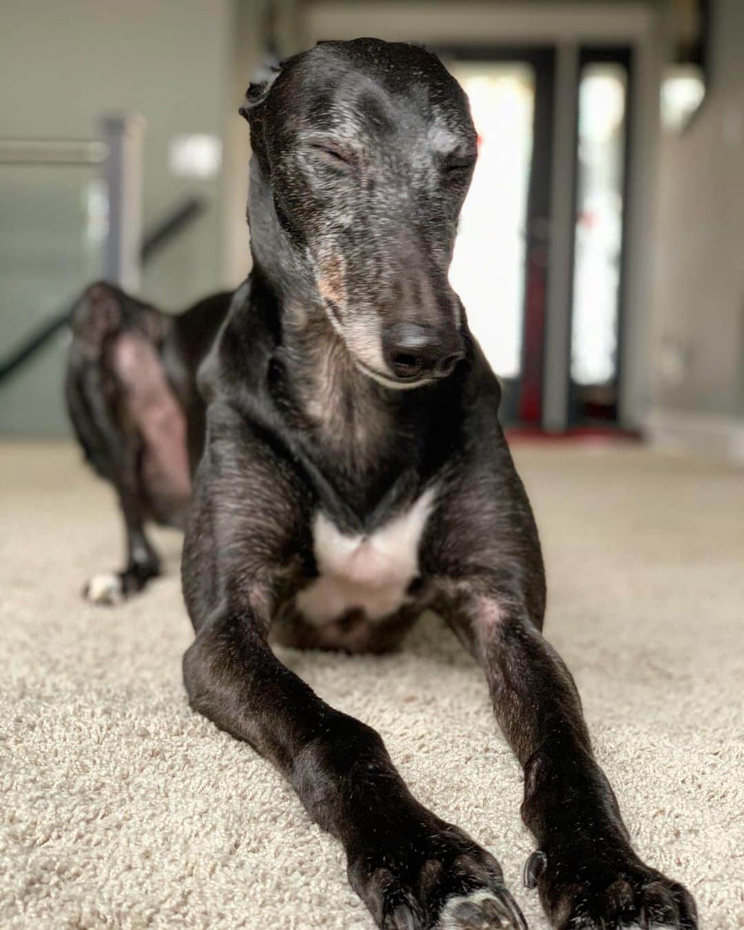 ジャスティン・ヒルズのインスタグラム：「I know buddy I’m bored too. #greyhoundsofinstagram @greyhoundsofinstagram @alliesforgreyhounds #alliesforgreyhounds」