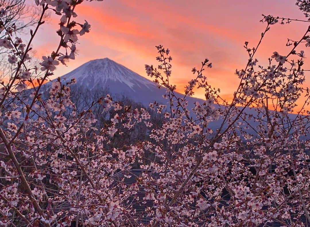 phantastic420のインスタグラム：「. 🤩🤩“Shizuoka” prefecture in Japan is a place where you can see the most “phantastic” Mt. Fuji🗻 in the world.🤩 #富士山 #mtfuji #japan #shizuoka #fujinomiya  #phantastic420photography #mostphantasticmtfuji #selamatpagi  #goodmorning  #おはようございます 😇😇😇😇😇😇😇🗻😇😇😇😇 よく降りますねぇ〜🤣🌸が心配です🤣」