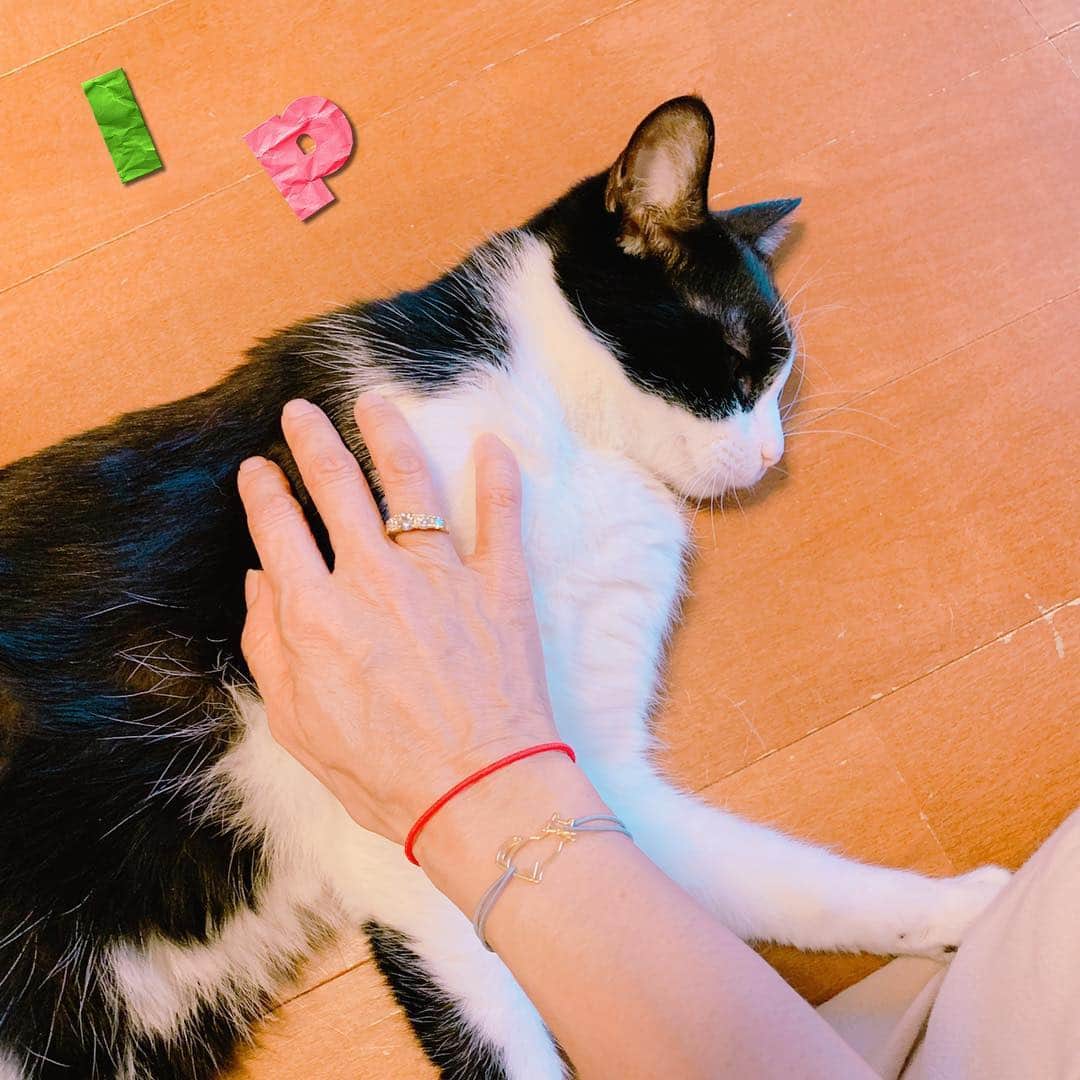 小桜エツ子さんのインスタグラム写真 (小桜エツ子Instagram)「そして、猫とネコ。 ALIITA」3月29日 6時31分