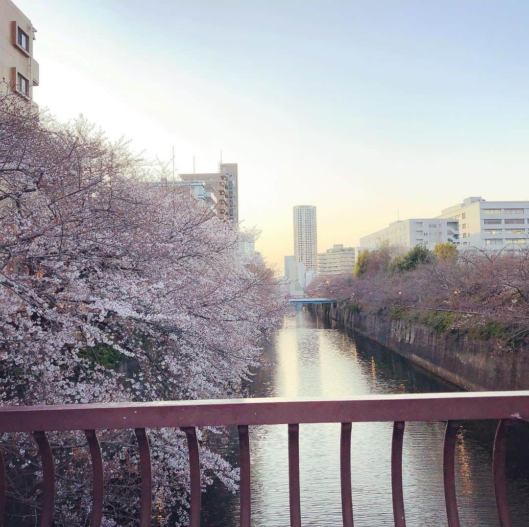 冨田寛治のインスタグラム：「おはようございます。  写真とは真逆のような今日は、春だと言うのにそう思えないくらいの寒さです。これが3月下旬の天気なのか。笑  コロナも拡大していて色々と大変な状態かもしれませんが、今日も頑張ろうと思います。  このご時世だからこそ、エンターテイメントが力を発揮すると思います。落ち込んだ人の心を元気にする。楽しませる。喜ばせる。誰かの生きる力になる。  桜は寒くて苦しい冬を超えて花を開きました。そして多くの人を魅了しています。目指すところは見えている。あとは進むだけ🌸  101投稿目、気合が入りすぎました💦  今日も頑張りましょう！  #桜　#目黒川　#人を惹きつける力 #エンタメの力　#目黒　#キレイ #今日も頑張りましょう #俳優　#モデル　#navy blue #1日1投稿　#いいね返し #いいねした人全員フォローする」