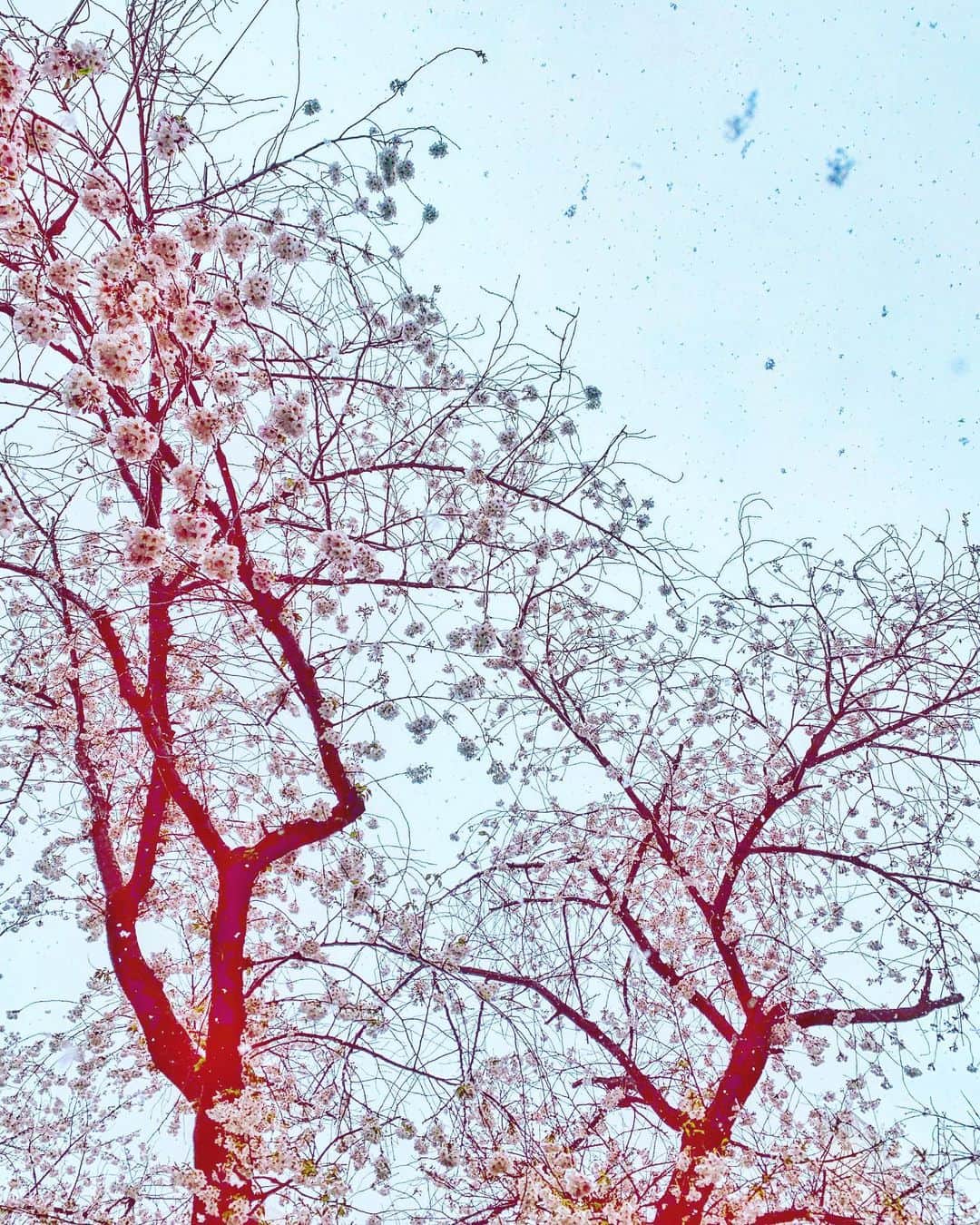 西内ひろさんのインスタグラム写真 - (西内ひろInstagram)「🌸&☃️ It was very unusual❄︎ #桜雪見  #sakura #snow」3月29日 16時59分 - 0214hiro
