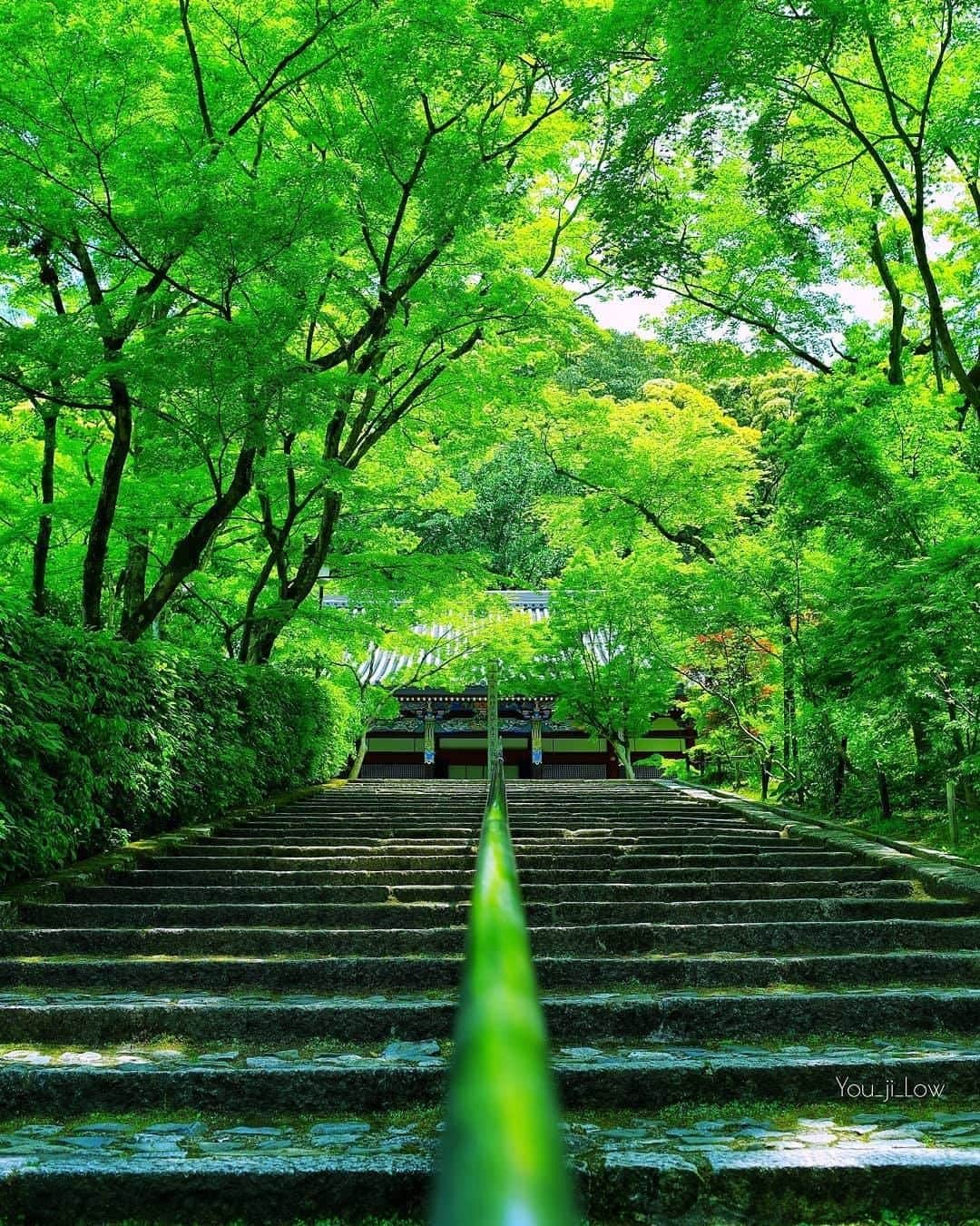 Discover Earthさんのインスタグラム写真 - (Discover EarthInstagram)「Nonomiya Shrine is a romantic Shinto shrine right in the middle of the Sagano Bamboo Forest that is home to various deities including “Nonomiya Daikokuten”, the Japanese God of matchmaking.  Have you ever been to such a place ? 🇯🇵#discoverjapan  Photos by @you_ji_low」3月29日 17時00分 - discoverearth