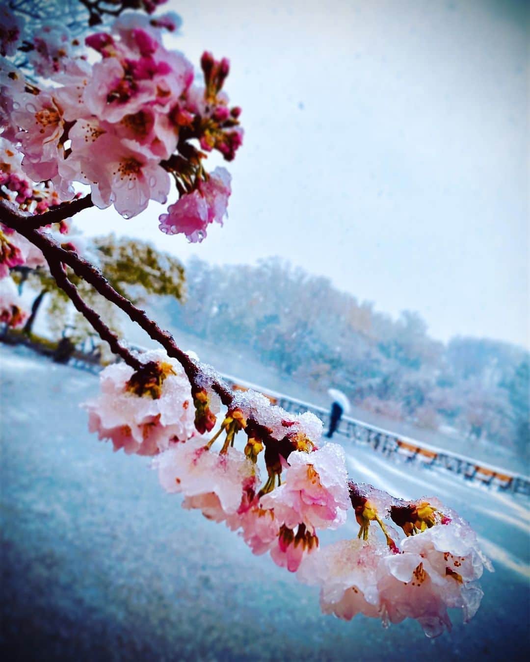 榎本遥菜のインスタグラム：「#雪 #桜」