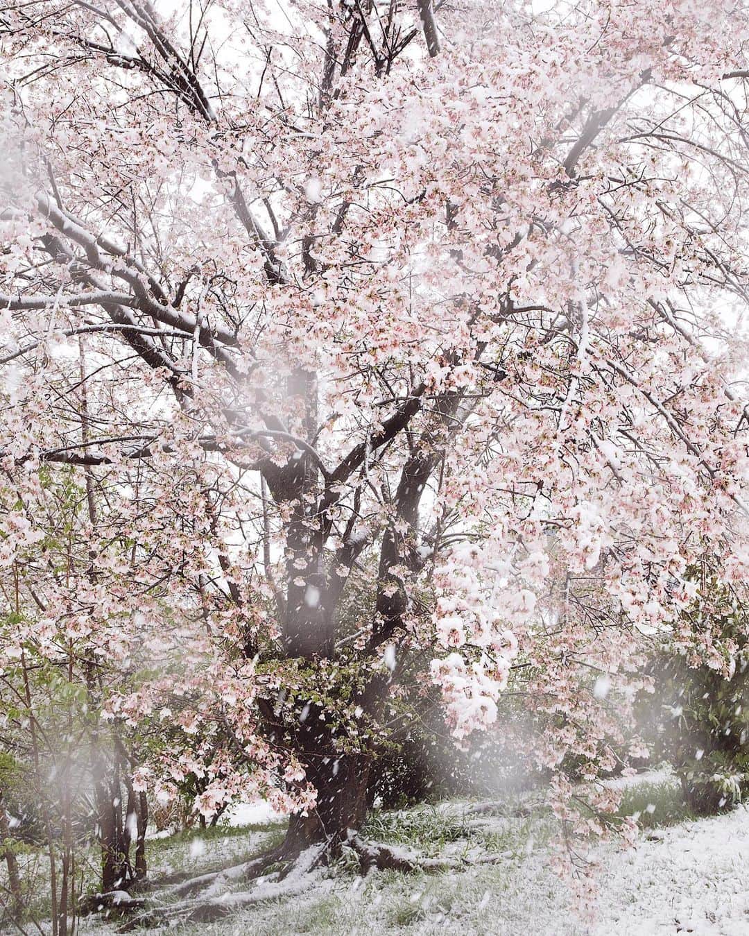 増田由希子さんのインスタグラム写真 - (増田由希子Instagram)「Sakura in the snow❄️ #infrontofmyhouse #snow #sakura  満開の桜に降り積もる雪❄️ #自宅前の雪桜」3月29日 17時28分 - nonihana_