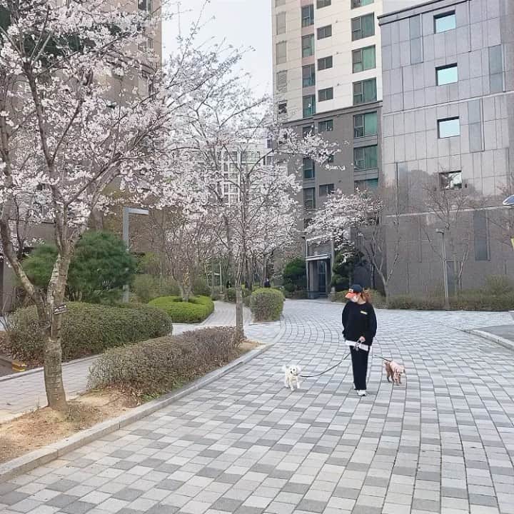 ユナのインスタグラム：「_🐶건강하게 오래오래살자 애기들아🐶」