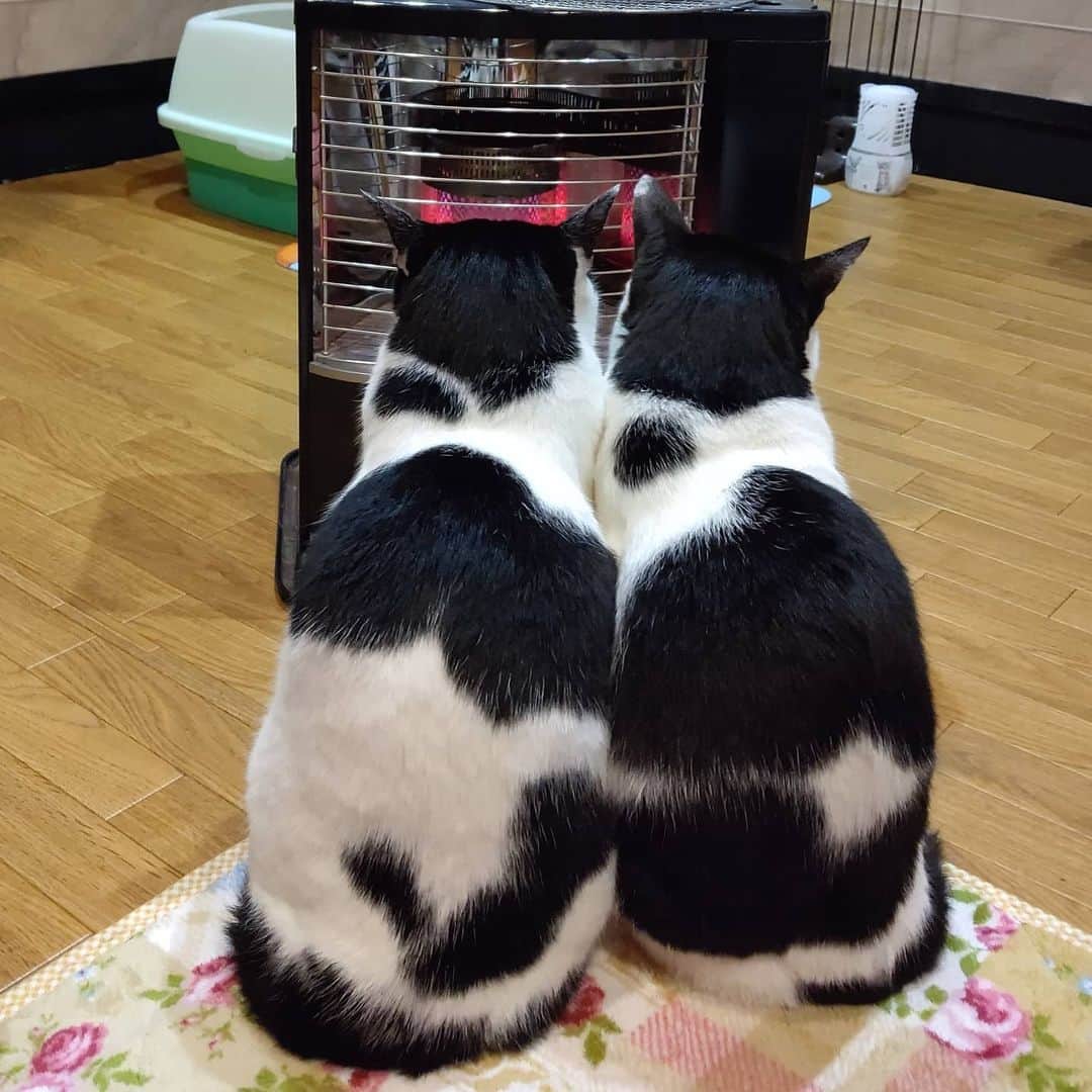 アトムとノエルのインスタグラム：「両師匠が寒そうにしておりましたので。。 #ねこ#猫#猫部#cat#pet」