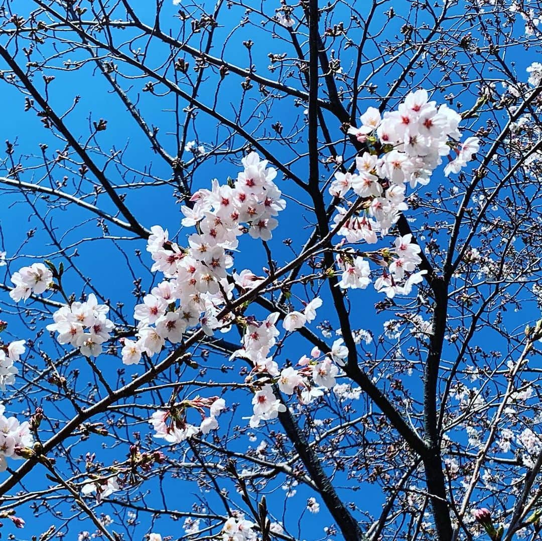 氷浦紫さんのインスタグラム写真 - (氷浦紫Instagram)「またこんなに降るなんて信じられん。 自粛、雪で散々な日曜。 早く春になれ～  #春の雪#3月の雪#桜#ソメイヨシノ#花桃#また雪#東京#instagramjapan」3月29日 9時17分 - yukalihiula