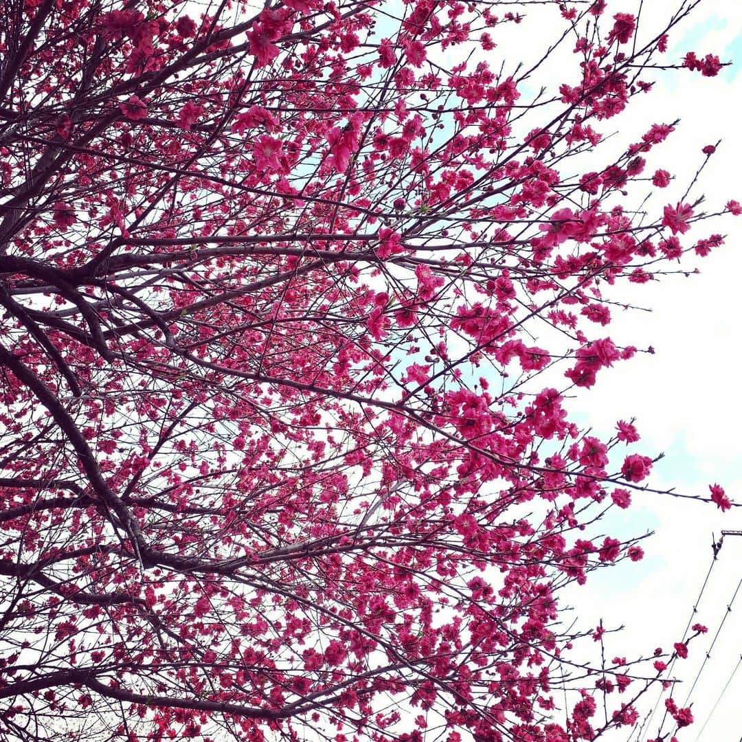 氷浦紫さんのインスタグラム写真 - (氷浦紫Instagram)「またこんなに降るなんて信じられん。 自粛、雪で散々な日曜。 早く春になれ～  #春の雪#3月の雪#桜#ソメイヨシノ#花桃#また雪#東京#instagramjapan」3月29日 9時17分 - yukalihiula