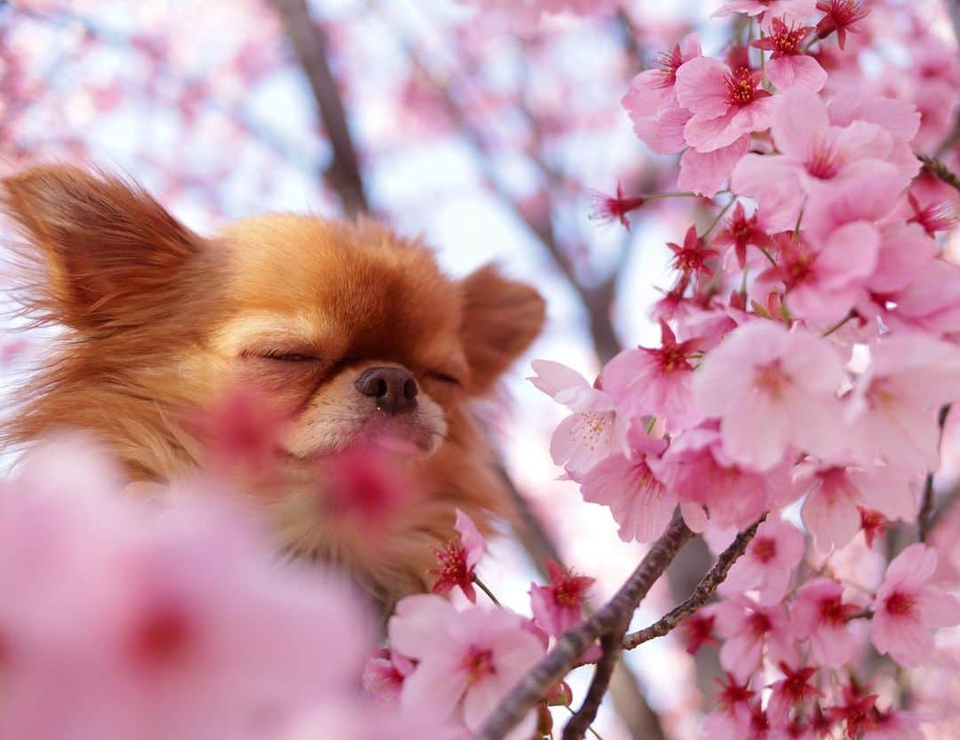 kayoのインスタグラム：「* * 陽光桜がキレイに 咲いてたよー☺️🌸🌸🌸 * * kulio💗🌸 * * #桜 #sakura * #chihuahua#chihuahualove#dogstgram#dog#instadog#チワワ#チワワ大好き * *」