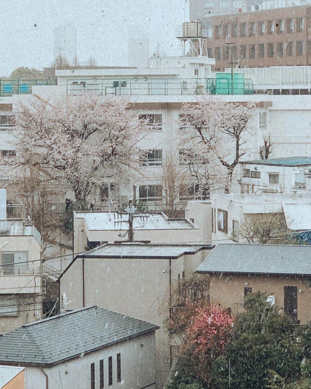 日下裕江さんのインスタグラム写真 - (日下裕江Instagram)「本当に雪降ってきた∘☃* 春雪🌸 昇雪∘☃* 桜と共に雪というのも 素敵だね💓  #雪降って来た #雪 #春雪 #昇雪 #桜雪 #粉雪 #おうち時間 #snow #springsnow」3月29日 9時43分 - hiroe___h