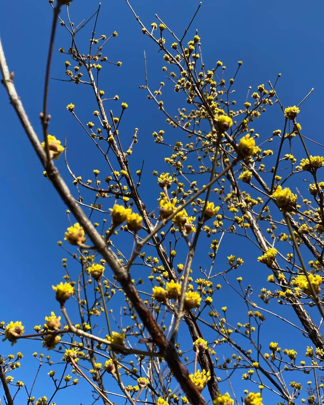 花野じゅりあさんのインスタグラム写真 - (花野じゅりあInstagram)「. 少し前に撮影した綺麗な黄色の花  小さな花がたくさん咲いていて、とても春らしくて、この木がたくさん並んでたら美しい眺めだろうなぁと想像してました  今日は雪  気温差で体調崩さないようにしたいですね . . . . . #春の風景 #黄色の花」3月29日 9時48分 - julia.hanano