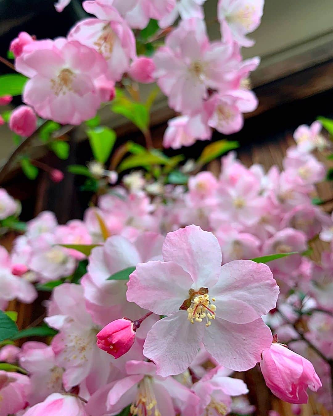 のインスタグラム：「Thank you so much forever 🌸🌸🌸 ﻿ ﻿ You are always here and give me a smile 💝﻿ ﻿ I'll There's nothing I'm afraid thanks to you ✨﻿ ﻿ You are the light for me 🥰﻿ ﻿ I love you so much forever❤️❤️❤️」