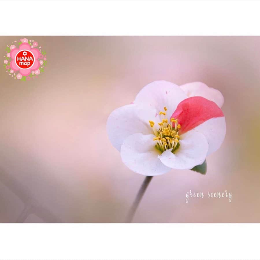 はなまっぷ❁日本の花風景さんのインスタグラム写真 - (はなまっぷ❁日本の花風景Instagram)「🌷🌸はなまっぷの春まつり🌸🌷 * @green_scenery さんの  花のある風景に花まるを💮 * 人々の心にも花が咲く日本の美しい春をありがとうございます😊🌸 * 神奈川　#城山カタクリの里 Katakurinosato, Kanagawa Pref. * 🌼ボケの花言葉📝🌼 先駆者、指導者 🌼コブシの花言葉📝🌼 自然への愛、持続性 * 今年に限らず過去に撮影されたお写真も含めて、春の花風景をご紹介しています🌸 みなさんの素敵なお写真で、日本の美しい春を楽しみましょう😊 * 🌸•••🌸•••🌸•••🌸•••🌸•••🌸 * いつも素敵なお花をありがとうございます😊 日本の花のある風景にタグ付けしてください🌸 お花があれば何でもOKです💓 * #はなまっぷ * #日本の美しい花風景#花のある風景#花#花言葉#風景#花畑#春」3月29日 10時34分 - hanamap
