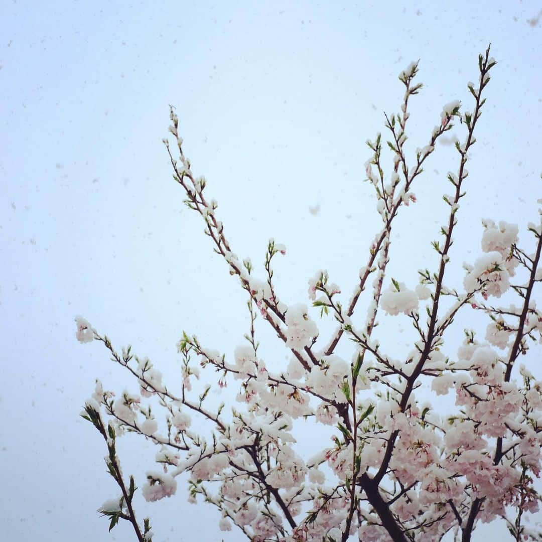 佐野史郎さんのインスタグラム写真 - (佐野史郎Instagram)「雪に桜」3月29日 10時28分 - sanovabitch