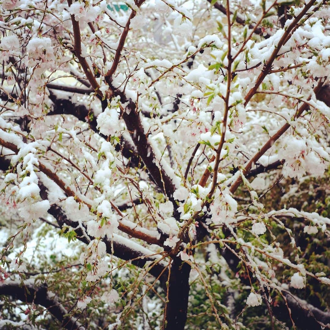 佐野史郎さんのインスタグラム写真 - (佐野史郎Instagram)「雪に桜」3月29日 10時28分 - sanovabitch