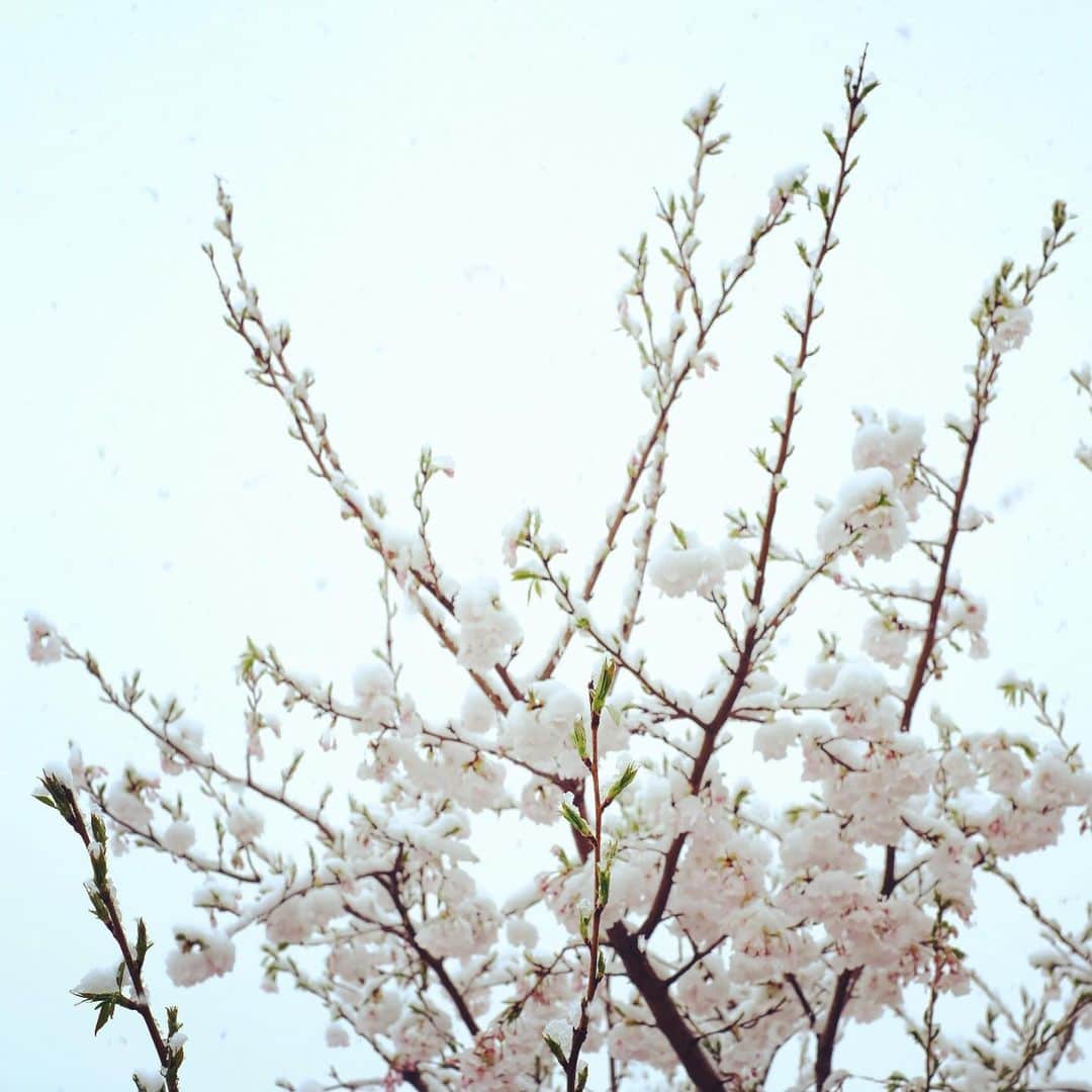 佐野史郎のインスタグラム：「雪に桜」