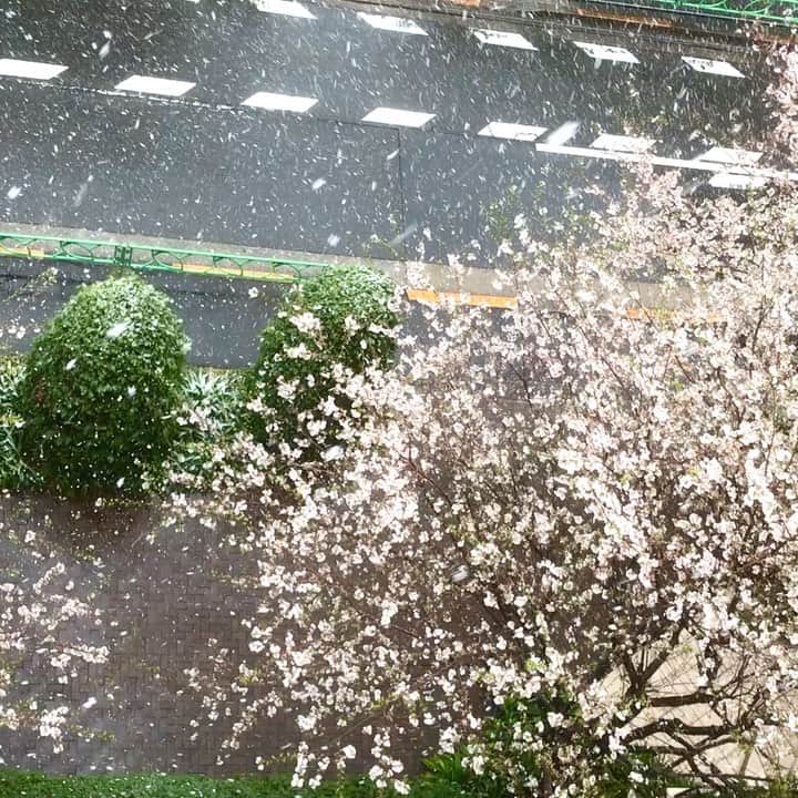 岡まゆみのインスタグラム：「桜&雪❄️#桜#雪#岡まゆみ」