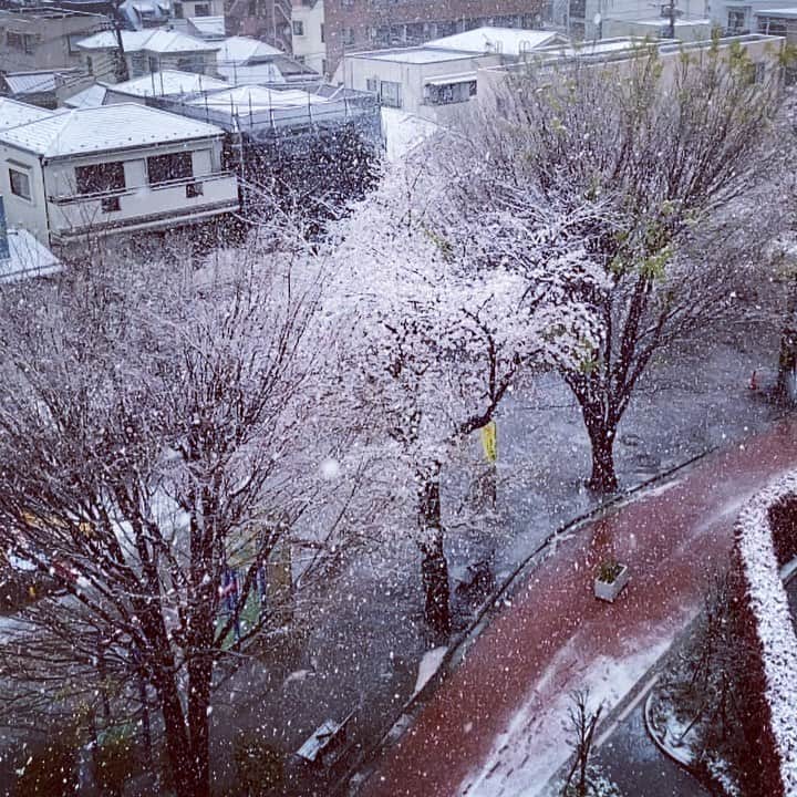 永田琴のインスタグラム：「桜吹雪と吹雪。」