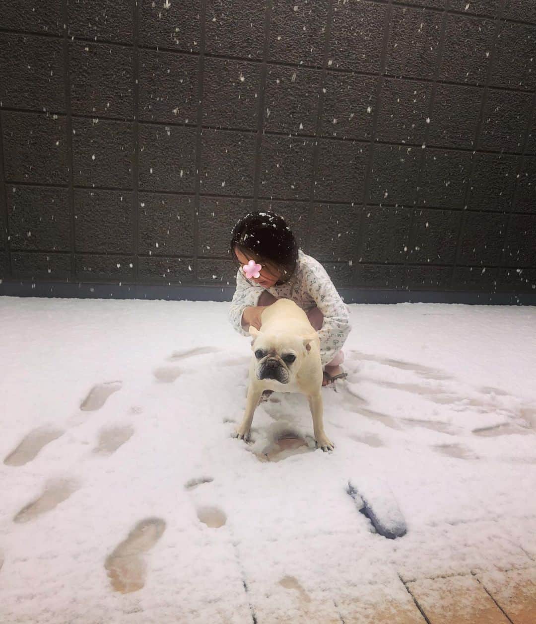 森本さやかさんのインスタグラム写真 - (森本さやかInstagram)「🌸❄️🌸❄️🌸❄️ #雪だ 〜(　ﾟдﾟ) #雪❄️☃️ #springsnow  #coldday  #frenchbulldog #フレブルと雪  #朝から雪  昨日の暖かさから一変…🌸❄️✨ #子供は大はしゃぎ」3月29日 10時33分 - sayakamorimoto1011