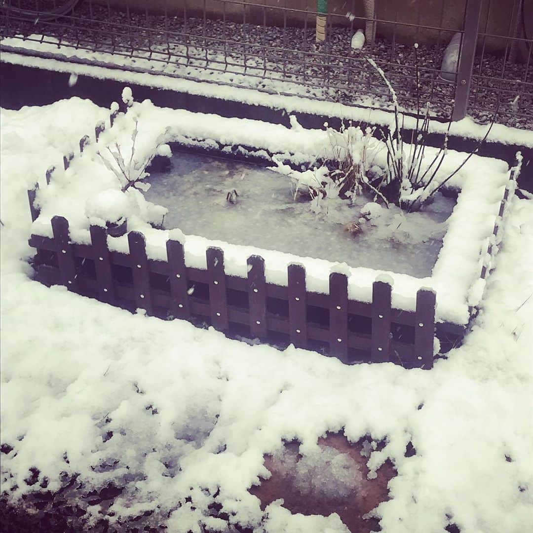 小森高博のインスタグラム：「まさかの雪☃️ メダカよ生き延びておくれー！」