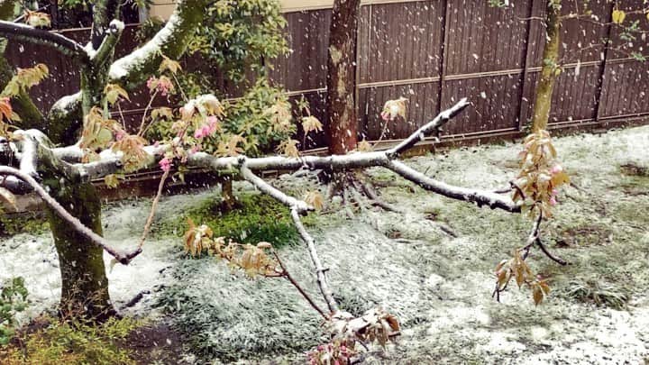 田中裕介のインスタグラム：「春雪のネオ東京。」