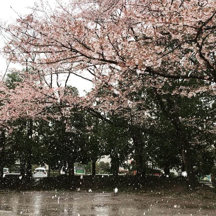 高橋文樹のインスタグラム：「花見酒と雪見酒が同時にできて最高だなぁ」