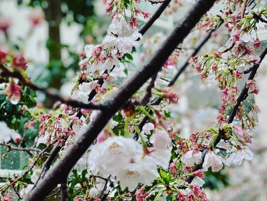 安藤裕子さんのインスタグラム写真 - (安藤裕子Instagram)「#花冷え  花冷えて　君への想いがつもります  コンコン☃️」3月29日 11時05分 - yuko_ando