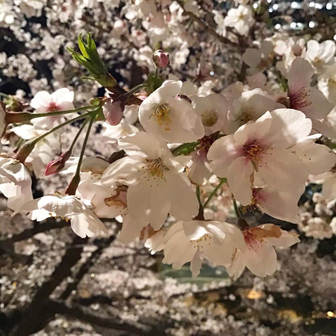 宮崎文子のインスタグラム：「🍀live🍀 雪が降ってますね  おうち時間で断捨離と写真の整理  雪が降っても散らない桜のようにしなやかに  #おうちじかん #断捨離　#spring #さくら」