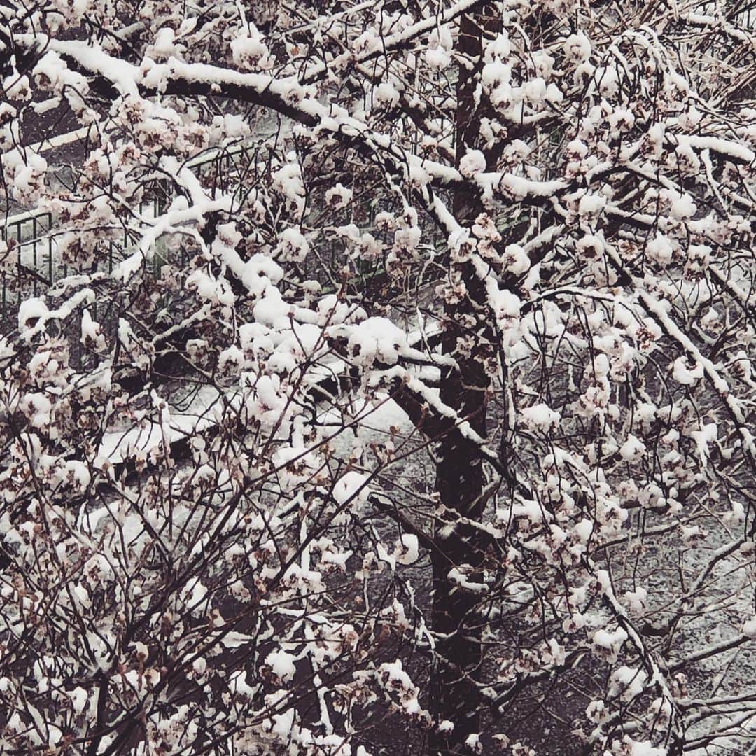三上市朗のインスタグラム：「桜に雪が積もって可哀想。」
