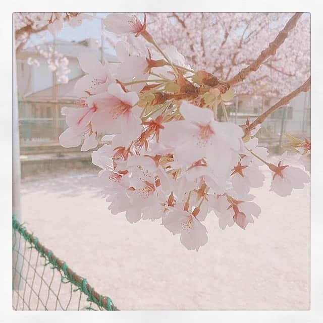 石崎佳代子さんのインスタグラム写真 - (石崎佳代子Instagram)「🌿 去年の桜 近くの小学校の桜です . こんな時だからこそ 読みたかった本や 古い映画に浸ったり 隅々まで新聞を読んだり グラスをピカピカに磨いたり 心を穏やかに保とうと思う .  #私にできること  #istayhome #istayathome  #springflowers #spring #sakura #cherryblossom #stayhomestaysafe #prayfortheworld . #桜　#桜の花 #桜の季節 #春　#春写真　#おうち時間を楽しもう #おうち時間を楽しむ #日々　#さくら」3月29日 11時31分 - kayoko_ishizaki
