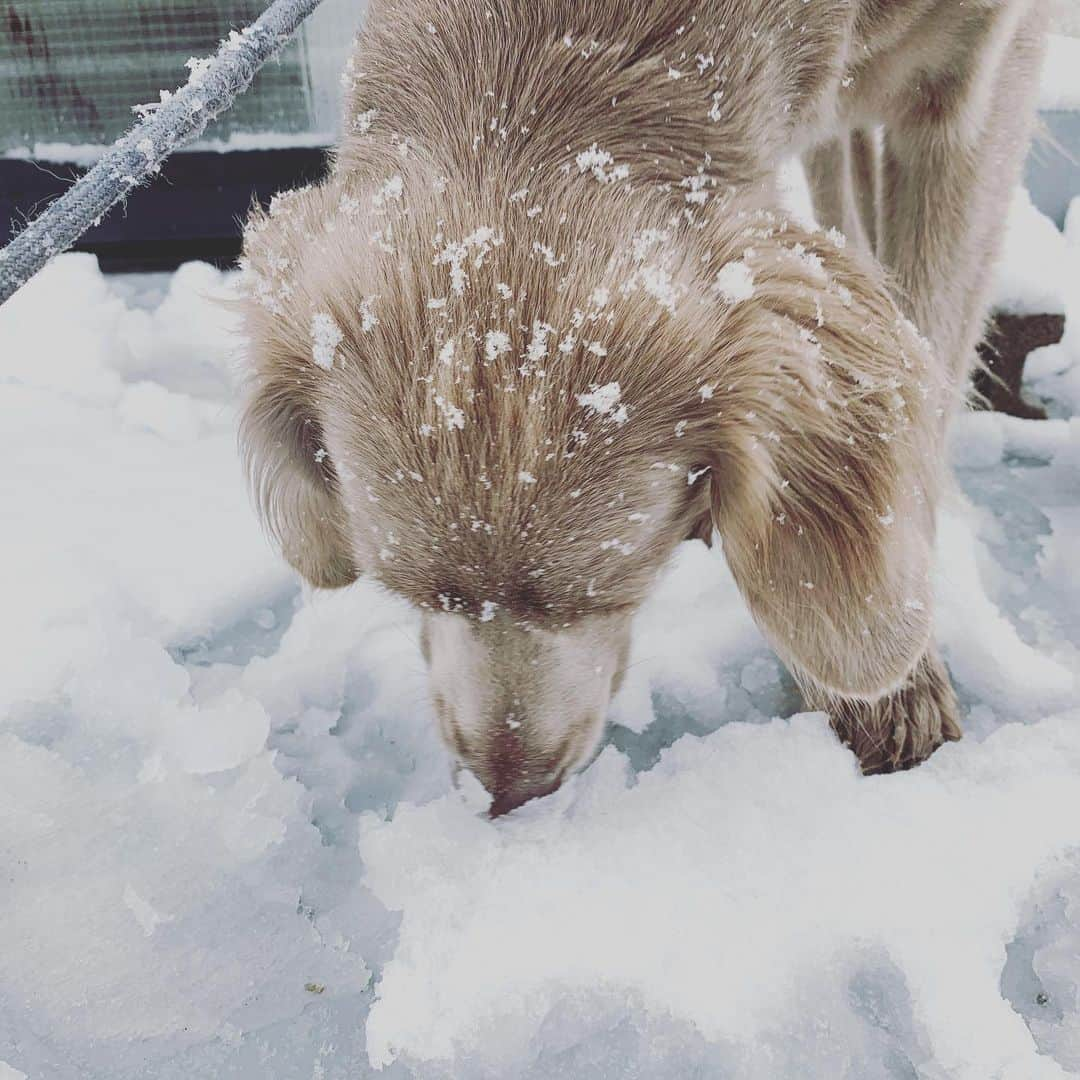 宮前真樹さんのインスタグラム写真 - (宮前真樹Instagram)「#春の雪 本当に雪が降ったね こんなに積もるとは ちょっと驚き ちょっと嬉しい。 #weimaranerlonghaired  #weimaranerlove  エルマーさん雪の上を歩くの初めて！ 恐る恐る肉球をつけて、、、 まきちゃん…なんか冷たいの…の顔😂 #初めての雪遊び #エルマーの記録 その後楽しくなってウキウキ 寒さに耐えられず部屋に入ってもらったよ #雪は暖かい部屋から見るだけでいい もっと遊びたかったのにbyエルマー  畑の様子も気になるけど 見に行く元気はない #寒いの嫌い #でも雪は好き 雪と桜も見たいけど #やっぱり寒くて無理すぎる」3月29日 11時33分 - miyamaemaki0116