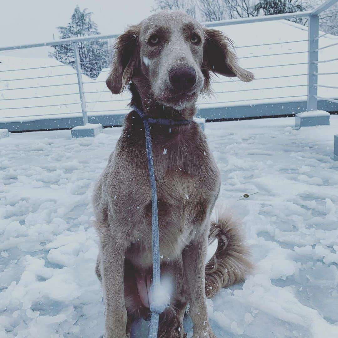 宮前真樹さんのインスタグラム写真 - (宮前真樹Instagram)「#春の雪 本当に雪が降ったね こんなに積もるとは ちょっと驚き ちょっと嬉しい。 #weimaranerlonghaired  #weimaranerlove  エルマーさん雪の上を歩くの初めて！ 恐る恐る肉球をつけて、、、 まきちゃん…なんか冷たいの…の顔😂 #初めての雪遊び #エルマーの記録 その後楽しくなってウキウキ 寒さに耐えられず部屋に入ってもらったよ #雪は暖かい部屋から見るだけでいい もっと遊びたかったのにbyエルマー  畑の様子も気になるけど 見に行く元気はない #寒いの嫌い #でも雪は好き 雪と桜も見たいけど #やっぱり寒くて無理すぎる」3月29日 11時33分 - miyamaemaki0116