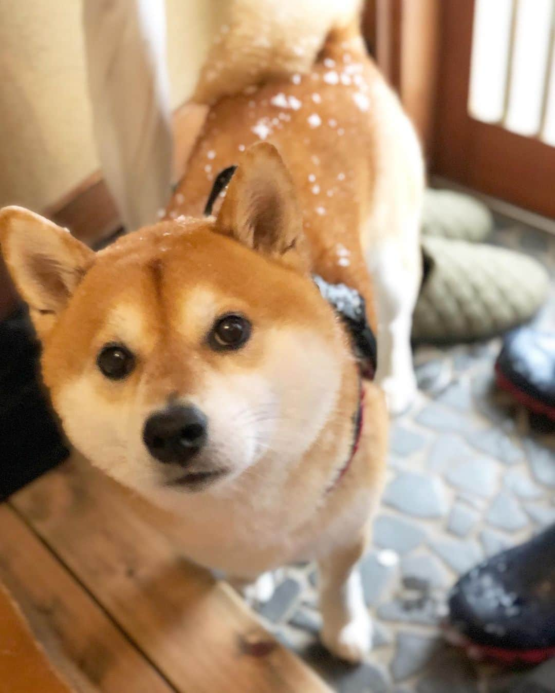 せんべえさんのインスタグラム写真 - (せんべえInstagram)「雪んぽでした！ #めっちゃ雪 #浴びてきた #テンション高め  #ハッスル #せんべえ #柴犬 #shibainu」3月29日 11時39分 - akiresh