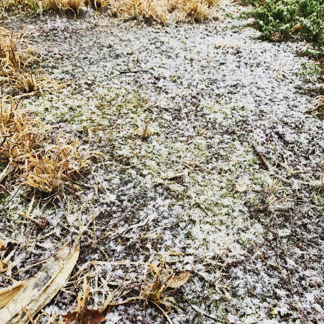 TERUのインスタグラム：「まだ降ってる。  #東京都内も雪が降り続けてます  #3年くらい前も同じくらい降りましたね  #車の運転は十分にお気をつけくださいね」