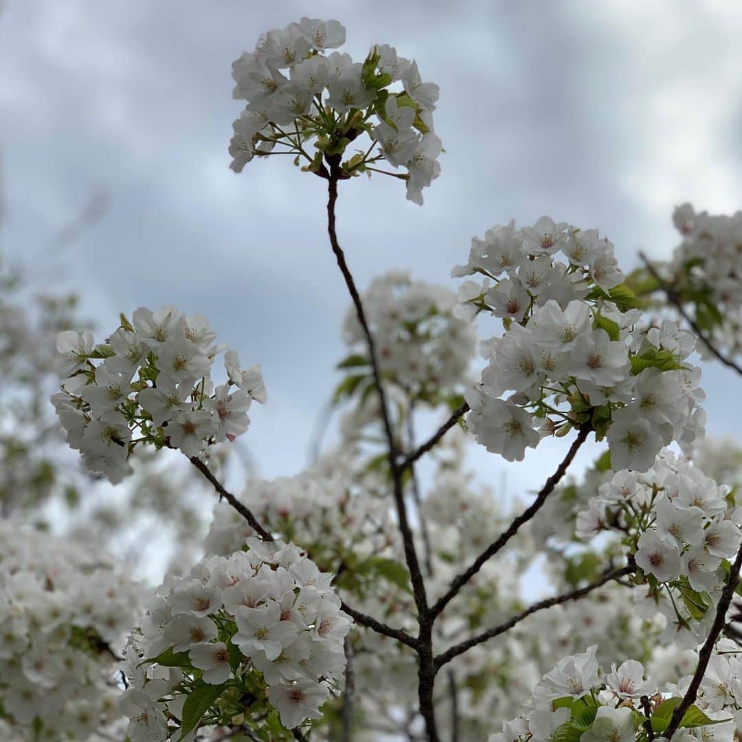 クリス智子さんのインスタグラム写真 - (クリス智子Instagram)「桜と雪の、淡い週末。  舞う雪が、永遠に散る桜の花びらみたいで、きれい。」3月29日 11時48分 - chris_tomoko