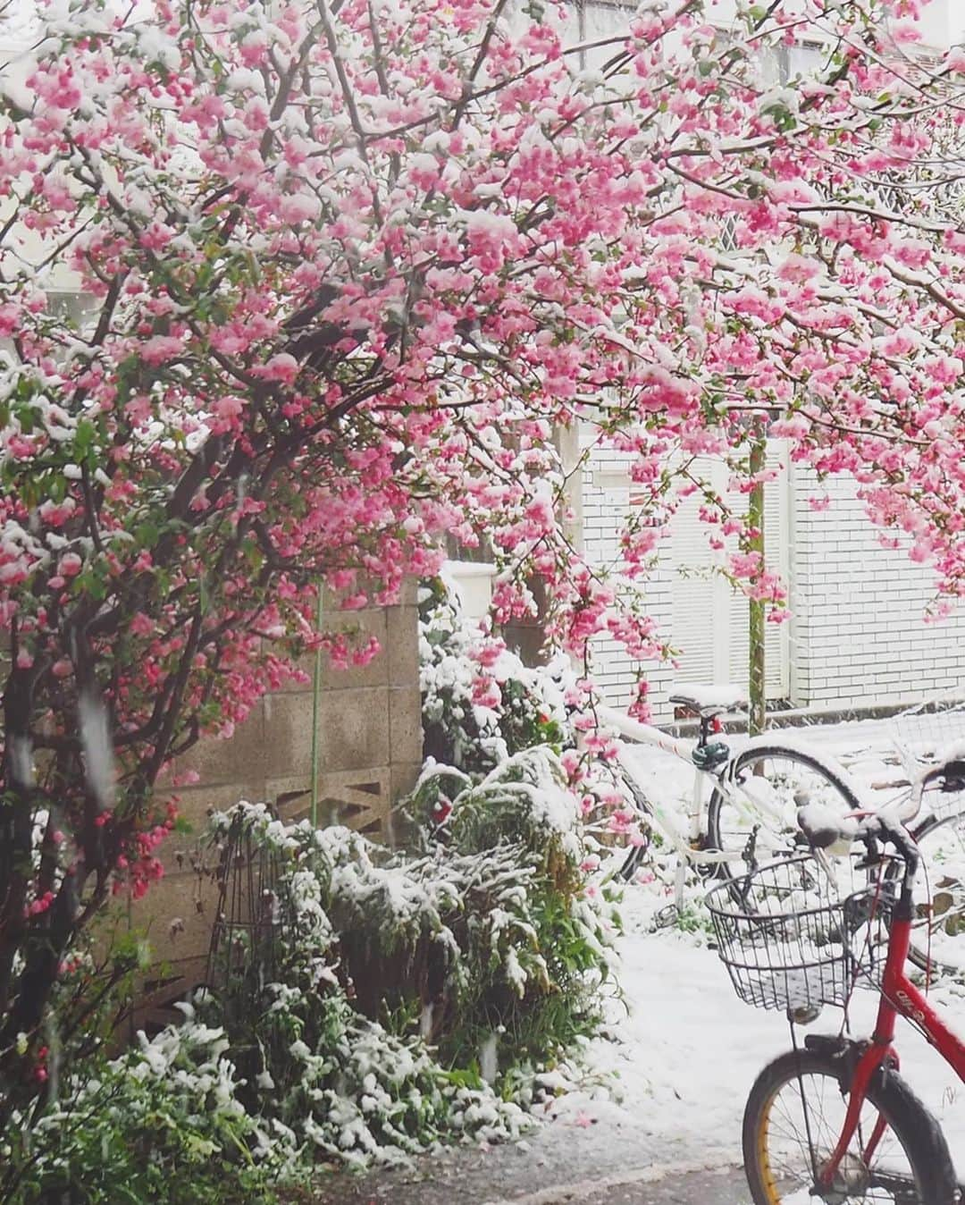 猪鼻ちひろさんのインスタグラム写真 - (猪鼻ちひろInstagram)「☃️🌸☺️🌸﻿☃️ おうちごもりな週末。﻿ まさかと思っていたけれど、東京は雪。﻿ 朝から「あき(雪)だよー！」の元気なおチビさんの声とジャンプで目覚め、お庭に積もった雪をみて驚きました。﻿ ﻿ お庭の大きな木はふたつ。﻿ 姫りんごだと思っていたお花がカイドウだったことを知り、笑﻿ 桜に似てるこのお花を見て嬉しい気持ちになりました🌸﻿ ハナミズキもカイドウも、どんっどん大きくなる。﻿ ﻿ 本当は毎年恒例のお花見予定だったけれど、﻿ お庭のお花を眺めながらせっせと刺繍しています。﻿ (色々とブログに様子載せてます、みんなとお喋りしてる気持ちで書いてるよ！お暇な方は遊びにきてね)﻿ ☺️🌸﻿ #ちひろのお花 #ちひろのおうち﻿ #はなかいどう #かいどう #姫りんご 似てるよね　﻿ #バラ科 #リンゴ属 別名は #スイシカイドウ#ナンキンカイドウ」3月29日 11時49分 - inohanachihiro